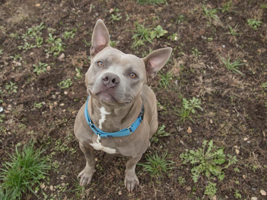 Enlarge Blu, a Adoptable mixed breed in Lansing, KS image 4/6