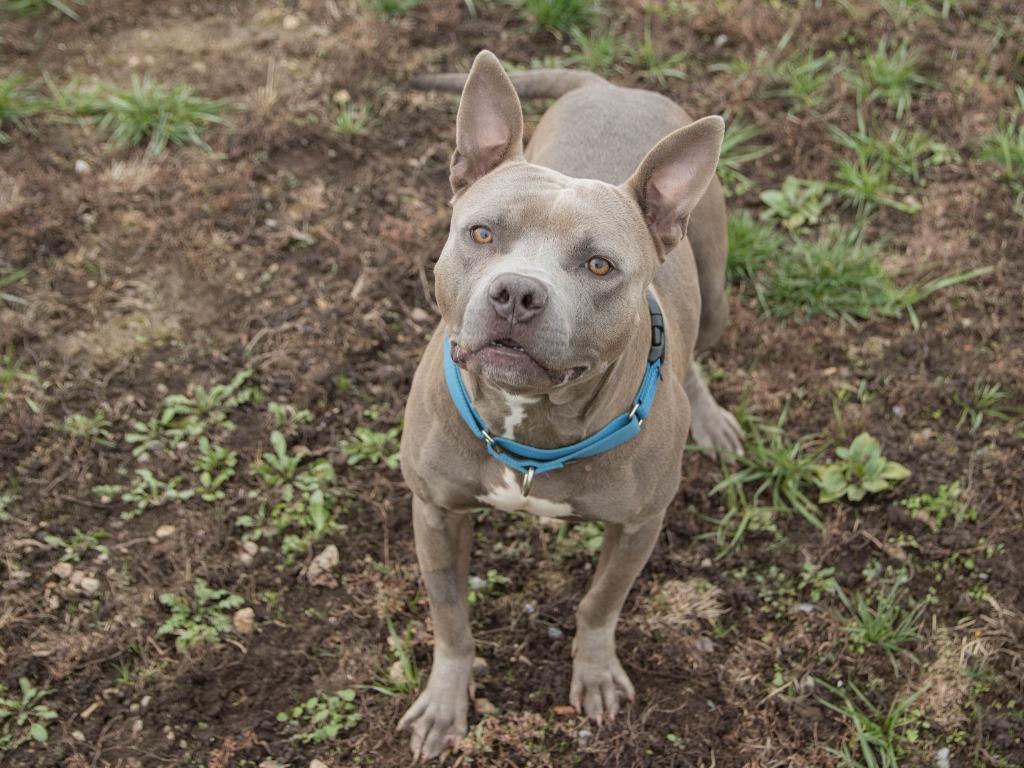 Enlarge Blu, a Adoptable mixed breed in Lansing, KS image 5/6