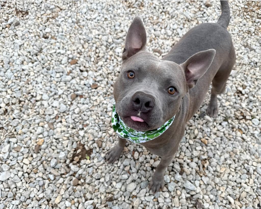 Enlarge Blu, a Adoptable mixed breed in Lansing, KS image 6/6