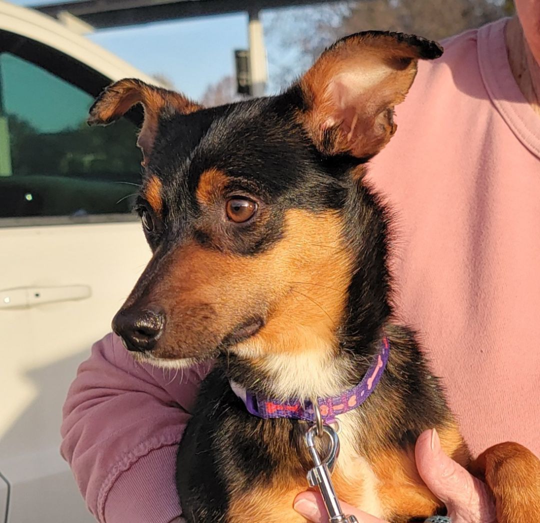 Dodger, a Adoptable Miniature Pinscher in Tracy, CA image 4/4