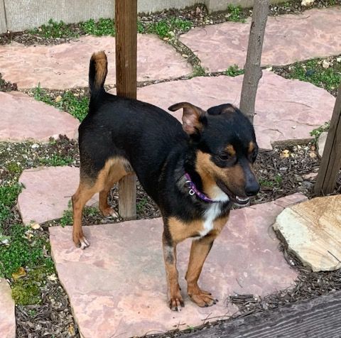 Dodger, a Adoptable Miniature Pinscher in Tracy, CA image 3/4