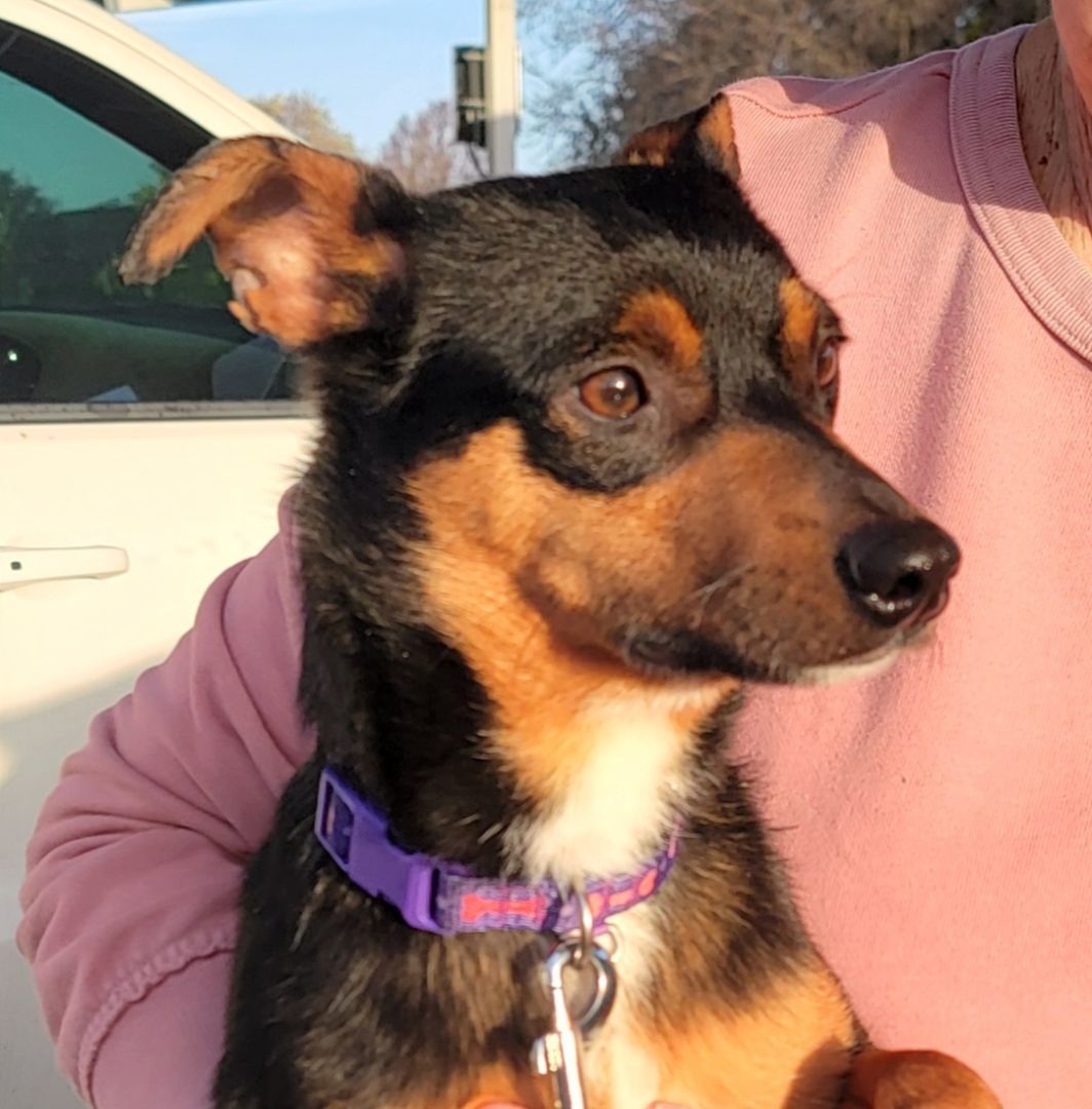 Dodger, a Adoptable Miniature Pinscher in Tracy, CA image 2/4
