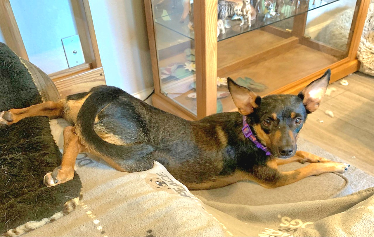 Dodger, a Adoptable Miniature Pinscher in Tracy, CA image 1/4