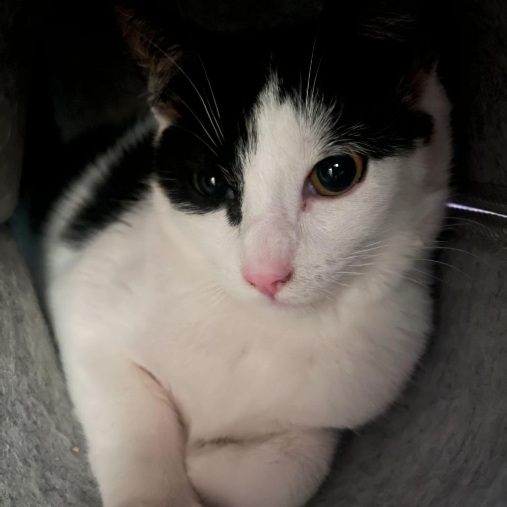 Enlarge PG13, a Adoptable Domestic Short Hair in Costa Mesa, CA image 3/6