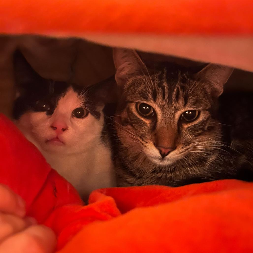 Enlarge PG13, a Adoptable Domestic Short Hair in Costa Mesa, CA image 4/6