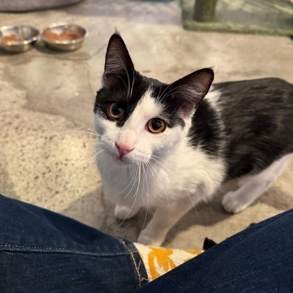 Enlarge PG13, a Adoptable Domestic Short Hair in Costa Mesa, CA image 5/6