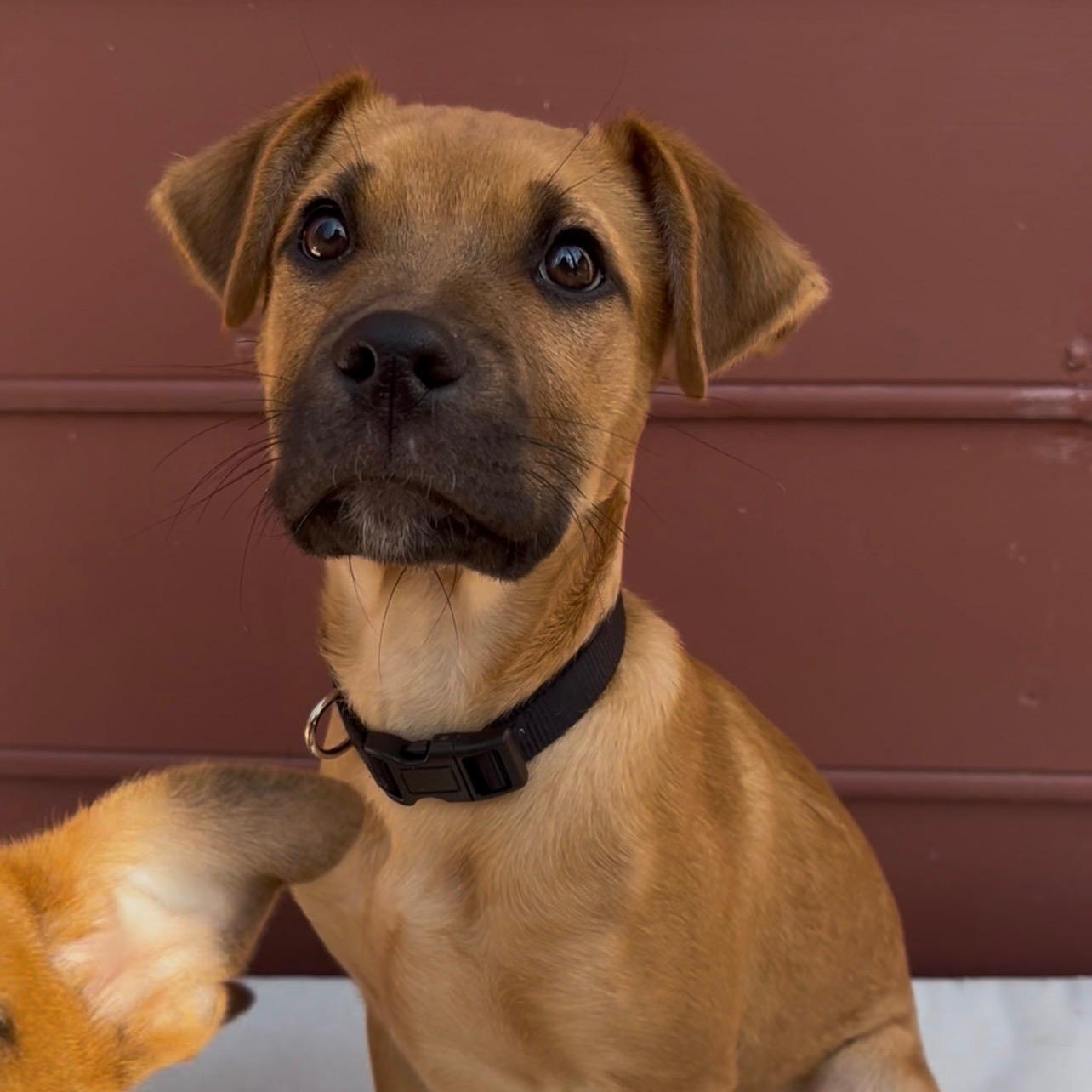 Enlarge Horton, an adopted mixed breed in Richmond, VA image 1/6