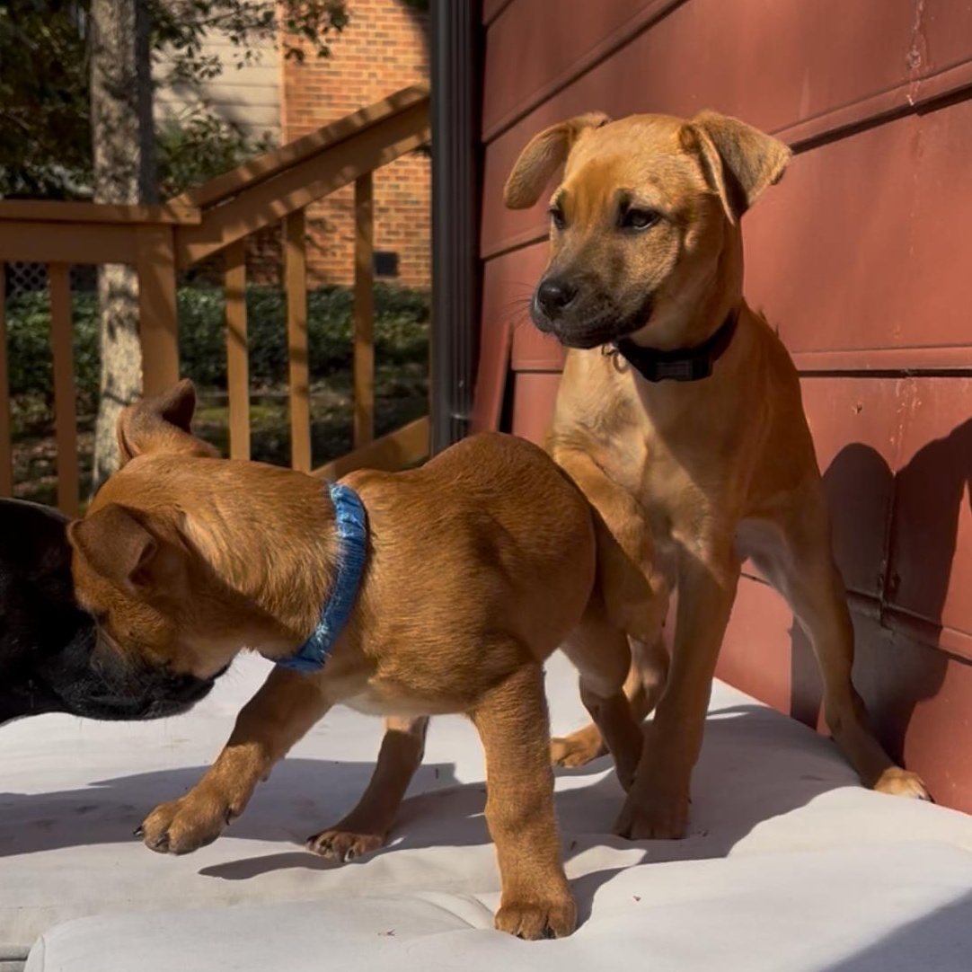 Enlarge Horton, an adopted mixed breed in Richmond, VA image 4/6
