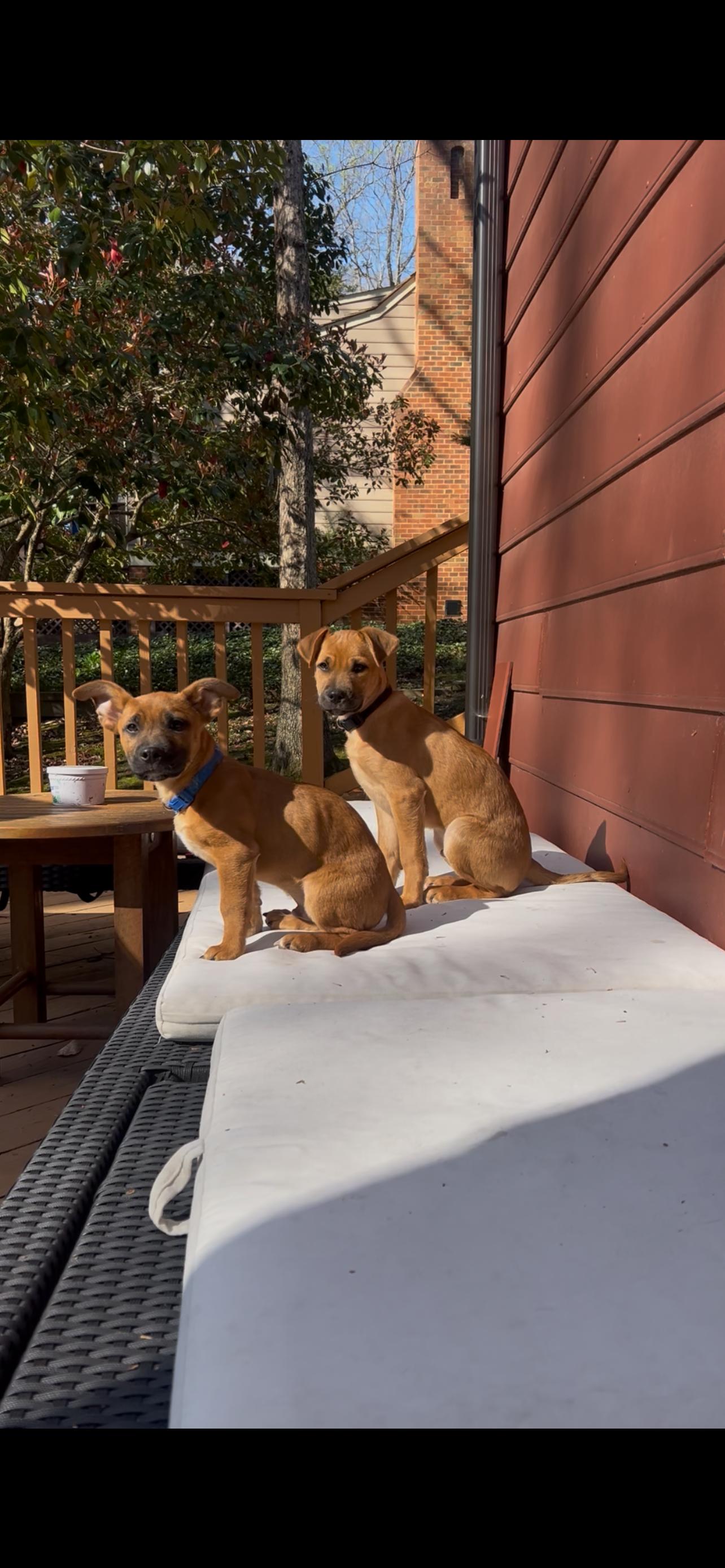 Enlarge Horton, an adopted mixed breed in Richmond, VA image 5/6