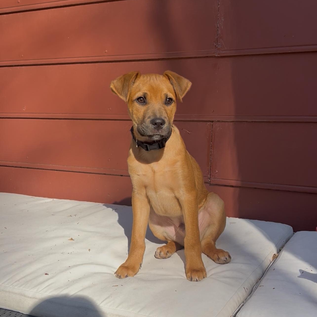Enlarge Horton, an adopted mixed breed in Richmond, VA image 2/6