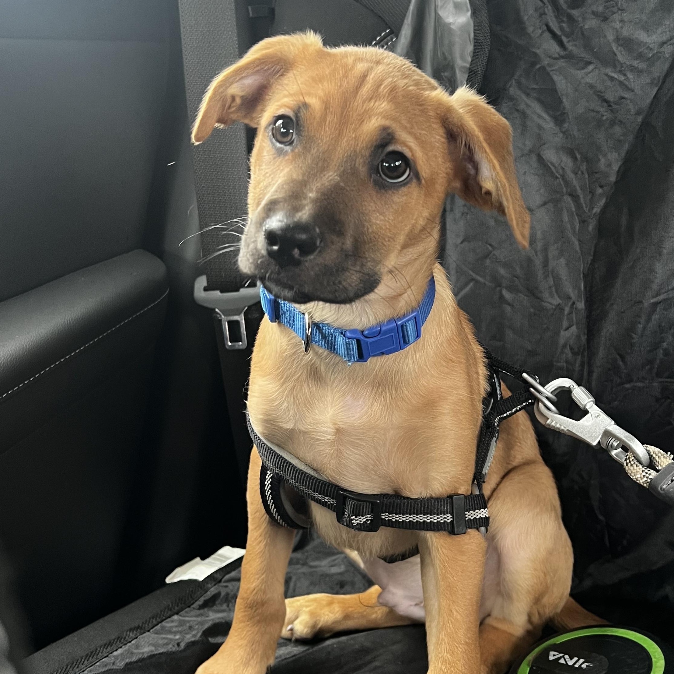 Enlarge Horton, an adopted mixed breed in Richmond, VA image 3/6