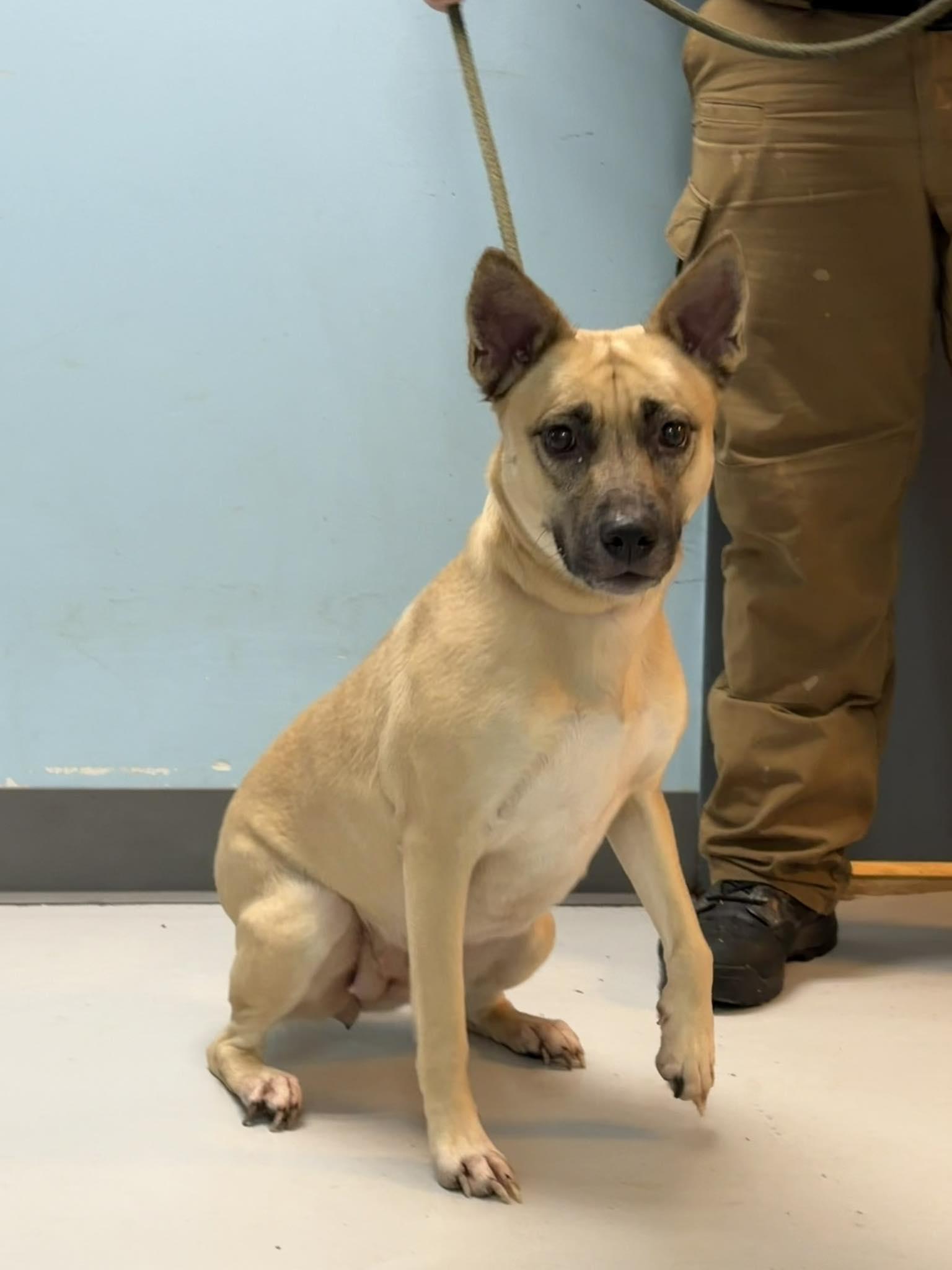 Enlarge YoYo, a Adoptable Shepherd in Pryor, OK image 1/1