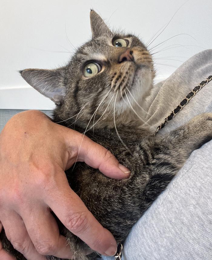 Enlarge Mini Bob, an adoptable Domestic Short Hair in Mansfield, MA image 2/3