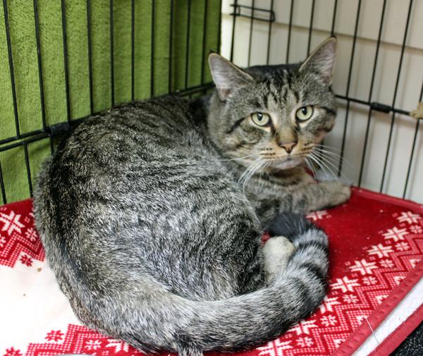 Enlarge Mini Bob, an adoptable Domestic Short Hair in Mansfield, MA image 3/3