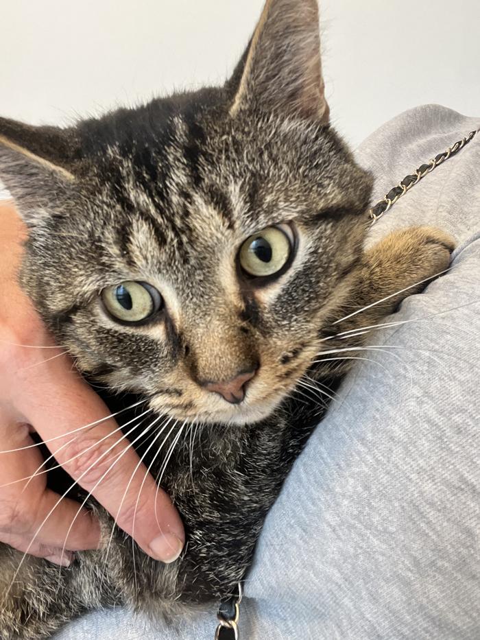Mini Bob, adoptable, Adult Male Domestic Short Hair.
