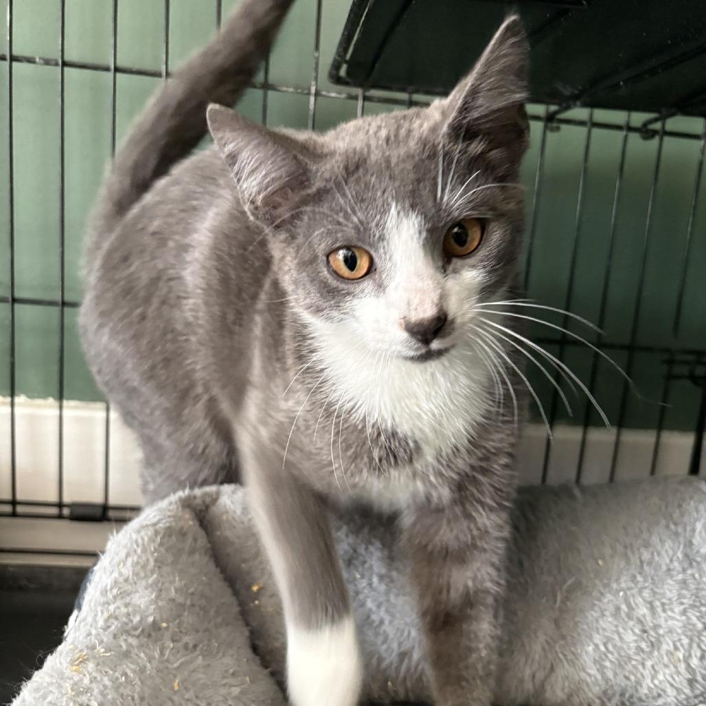 Gus, Adoptable, Young Male Domestic Short Hair.