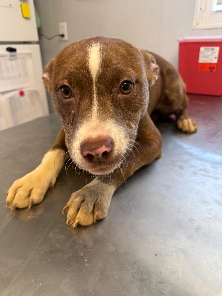 Mozzarella, Adoptable, Puppy Female Staffordshire Bull Terrier & Catahoula Leopard Dog.