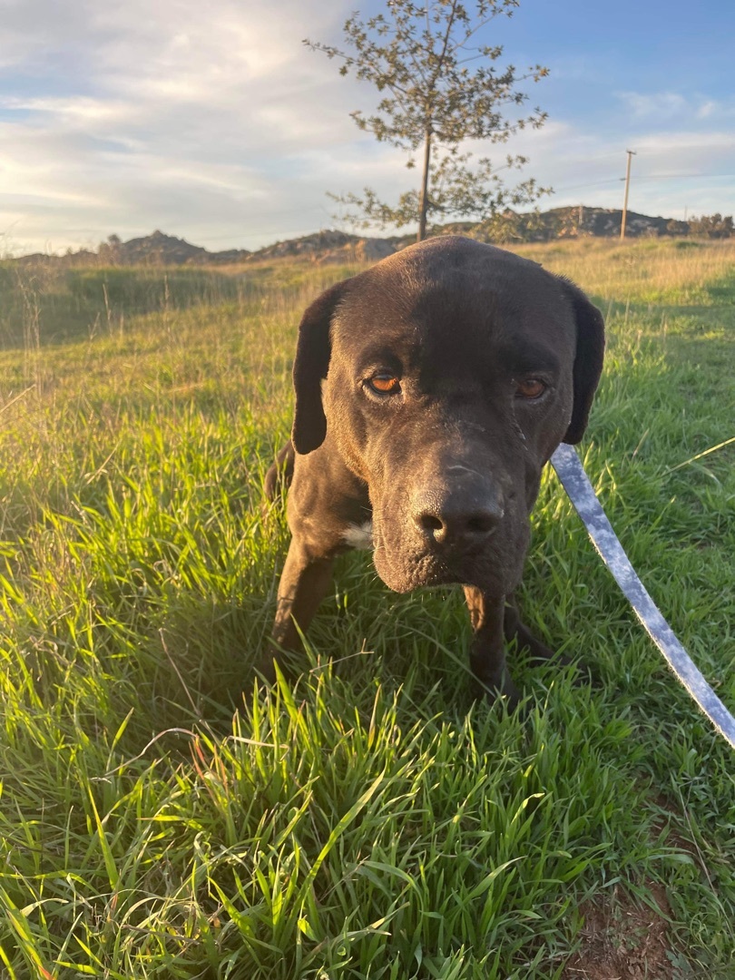Bauer