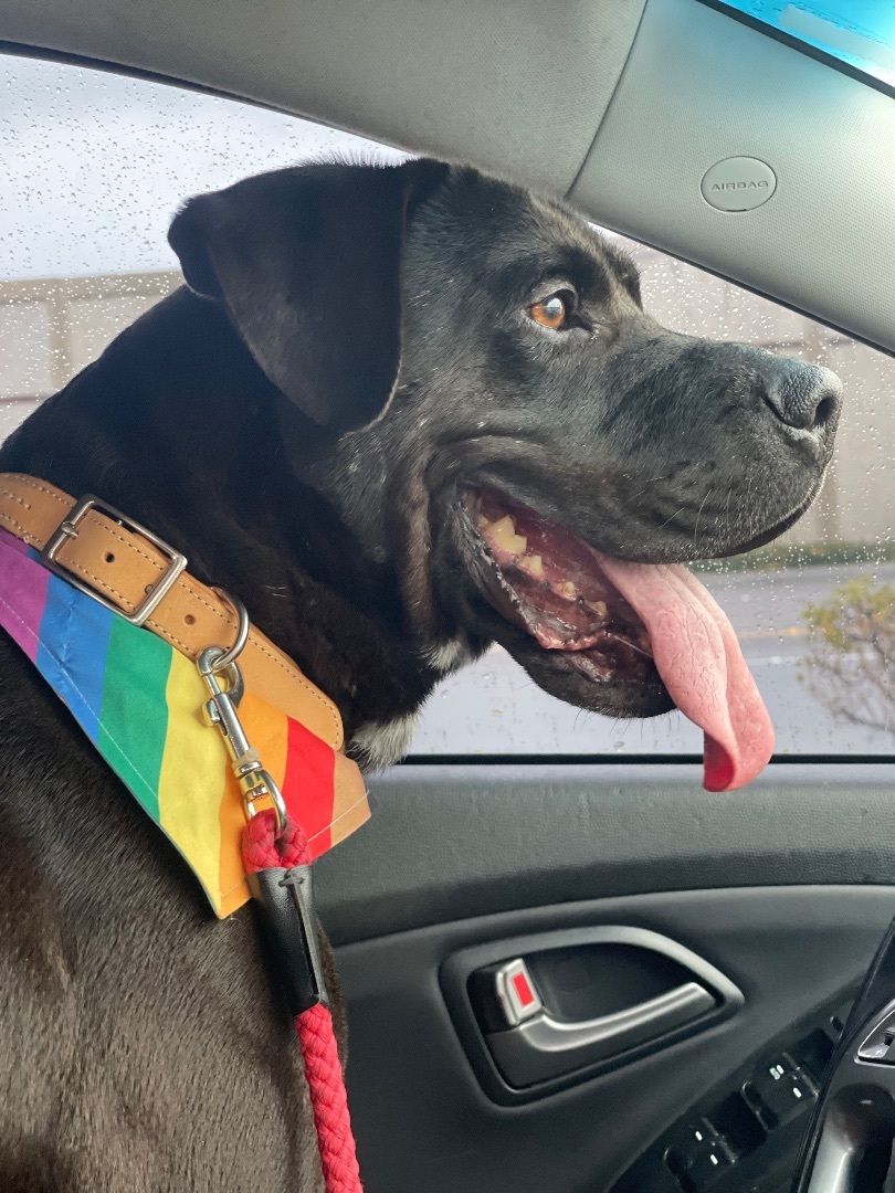 Bauer, Adult Male American Staffordshire Terrier