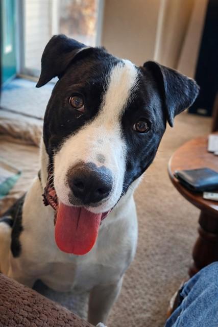 Enlarge OTTO, a Adoptable mixed breed in Saint Peters, MO image 1/1