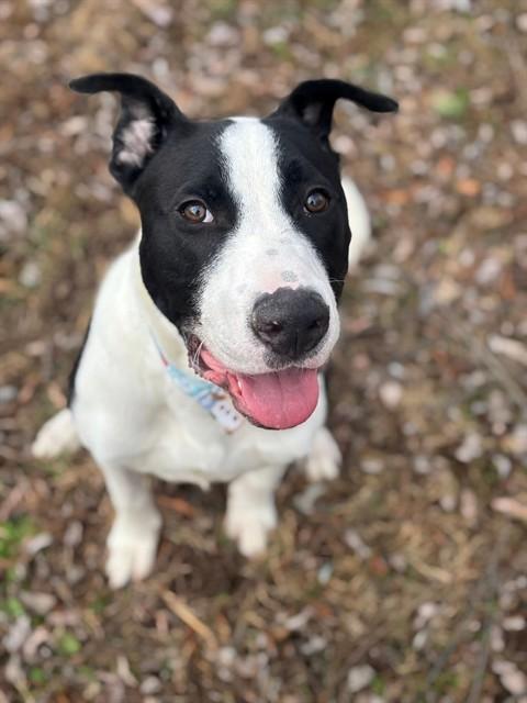 Enlarge OTTO, a Adoptable mixed breed in Saint Peters, MO image 1/1