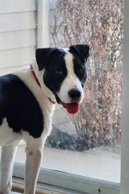 OTTO, Adoptable, Young Male Bull Terrier & Mixed Breed.
