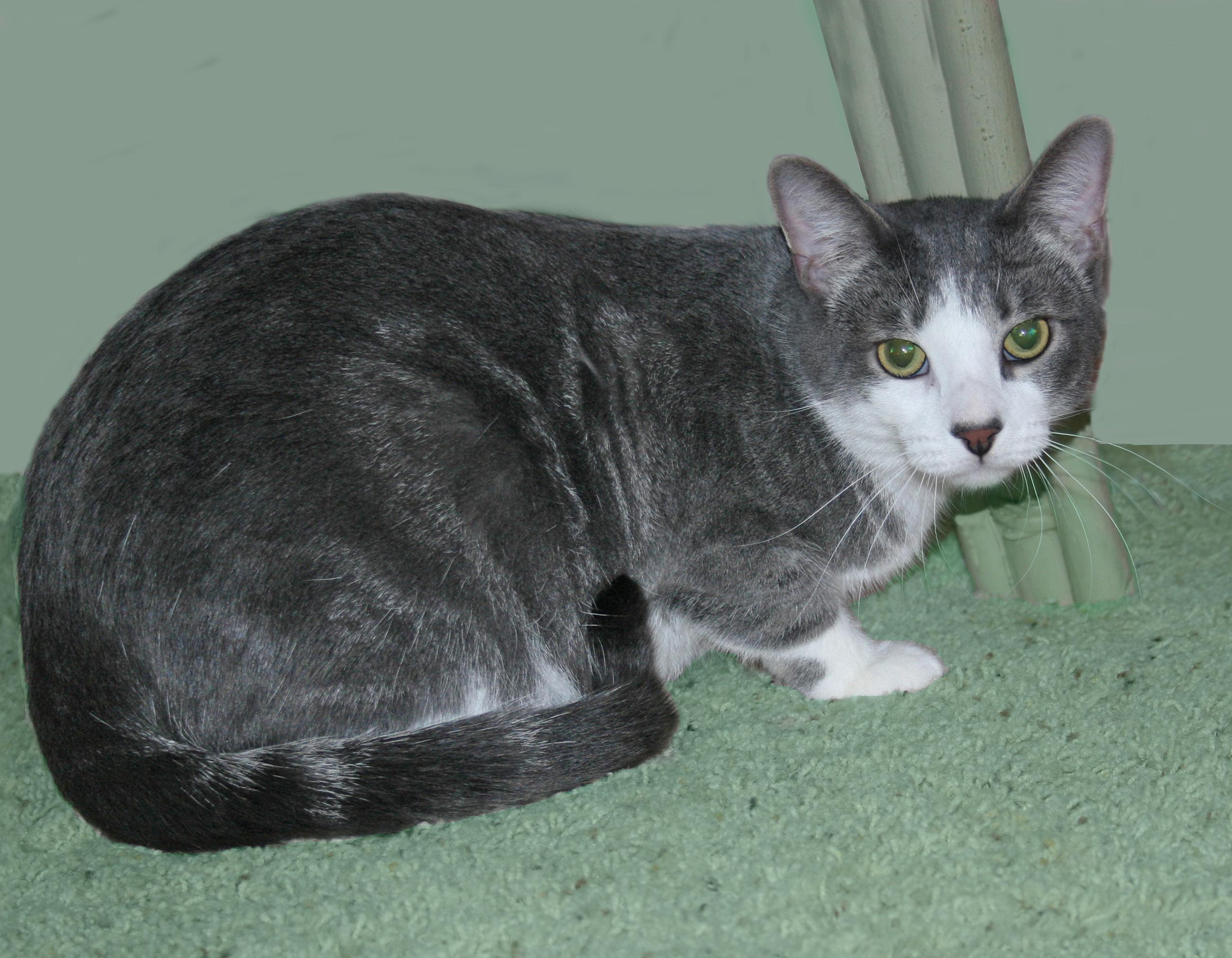 Enlarge Jupiter, a Adoptable mixed breed in Victoria, MN image 4/4