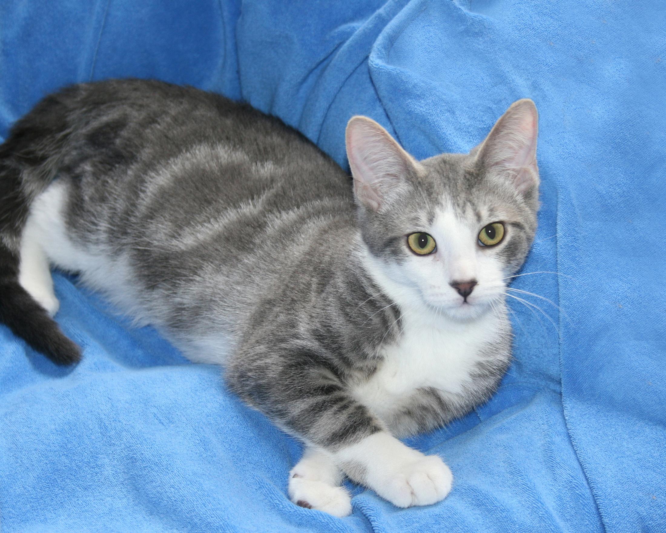 Jupiter, a Adoptable mixed breed in Victoria, MN image 1/4