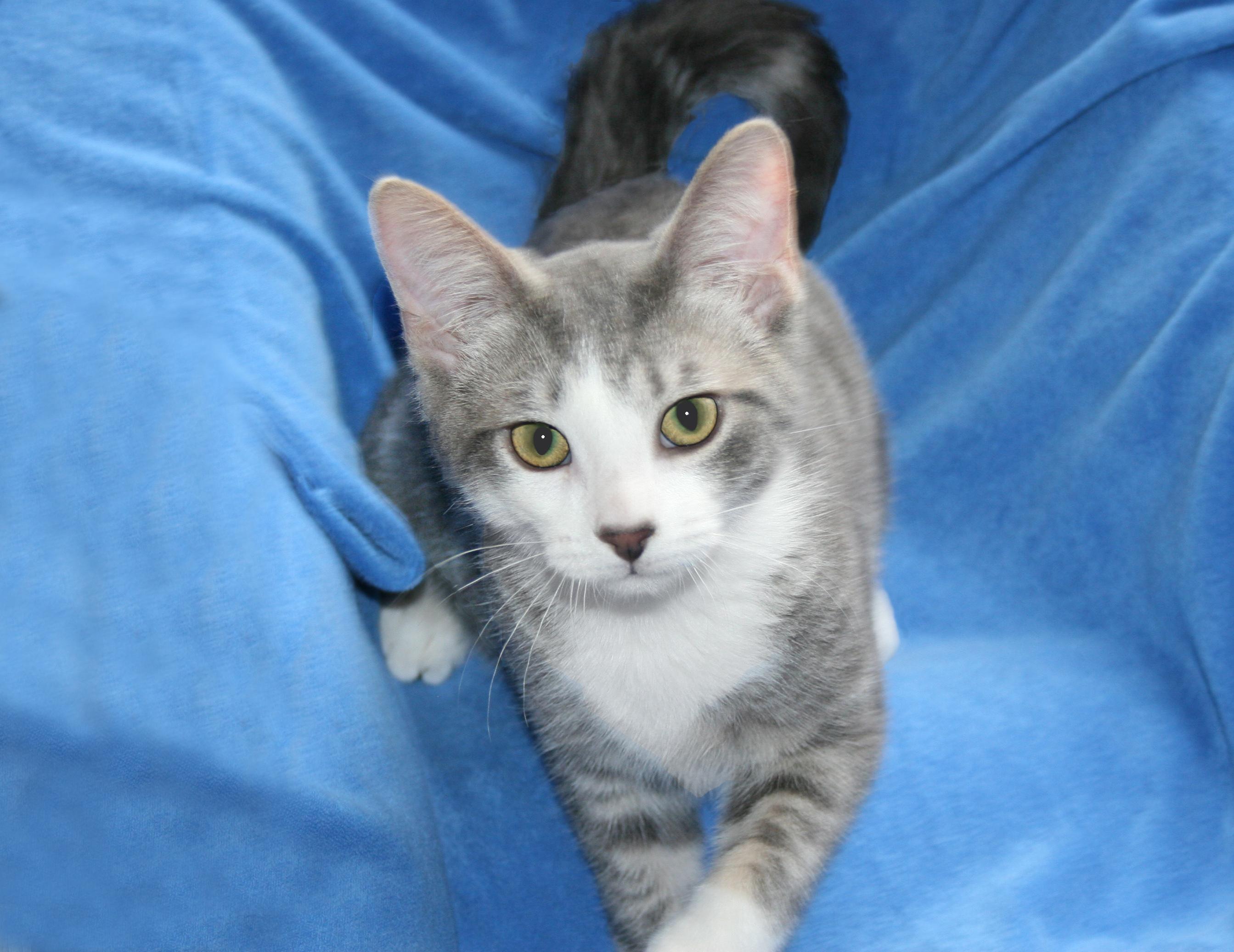 Jupiter, an adoptable Tiger, Domestic Short Hair in Victoria, MN, 55386 | Photo Image 4