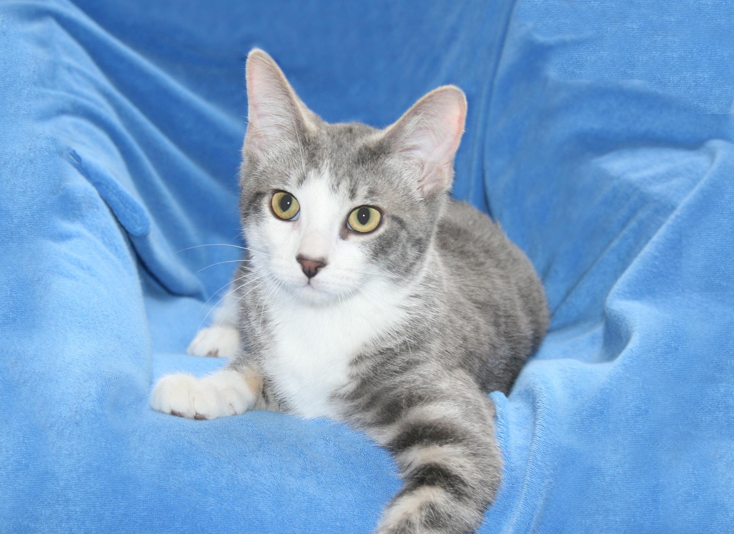 Jupiter, an adoptable Tiger, Domestic Short Hair in Victoria, MN, 55386 | Photo Image 2