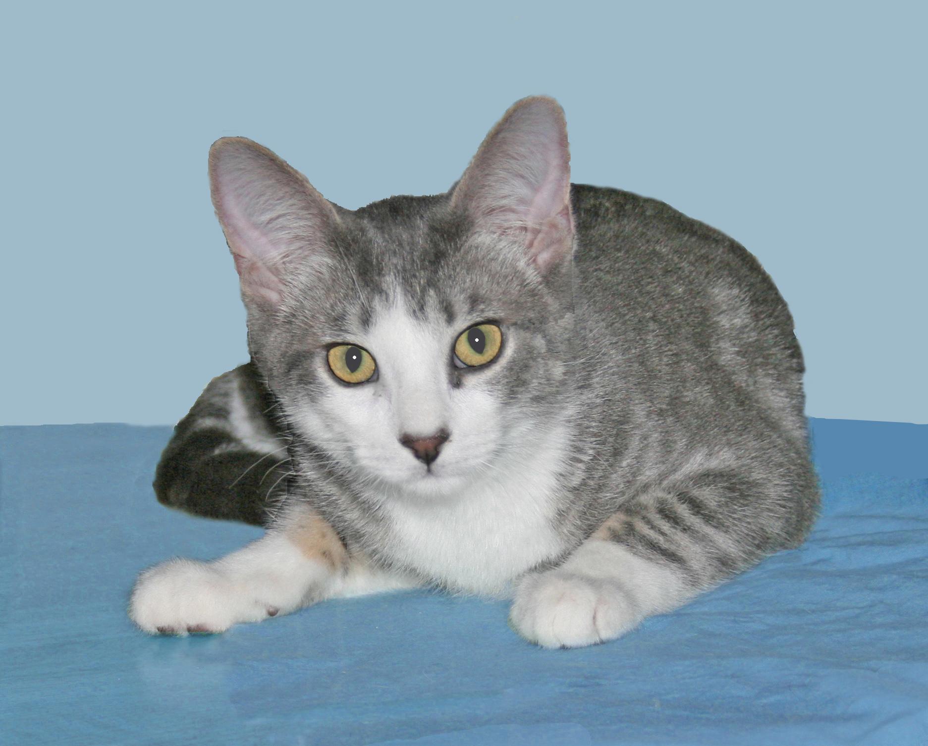 Jupiter, an adoptable Tiger, Domestic Short Hair in Victoria, MN, 55386 | Photo Image 3