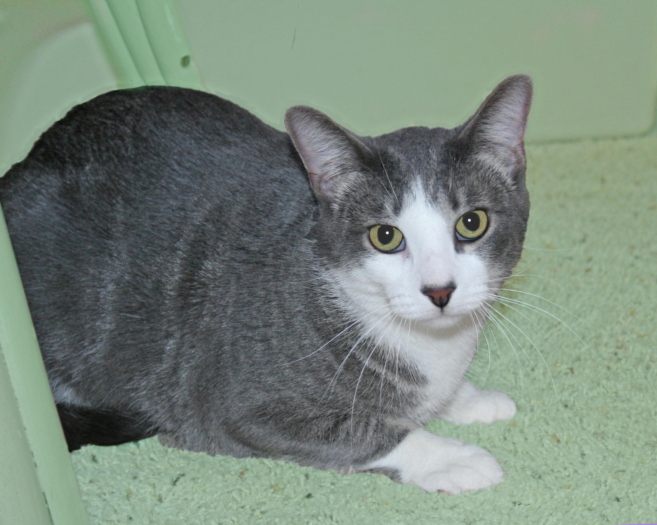Enlarge Jupiter, a Adoptable mixed breed in Victoria, MN image 3/4