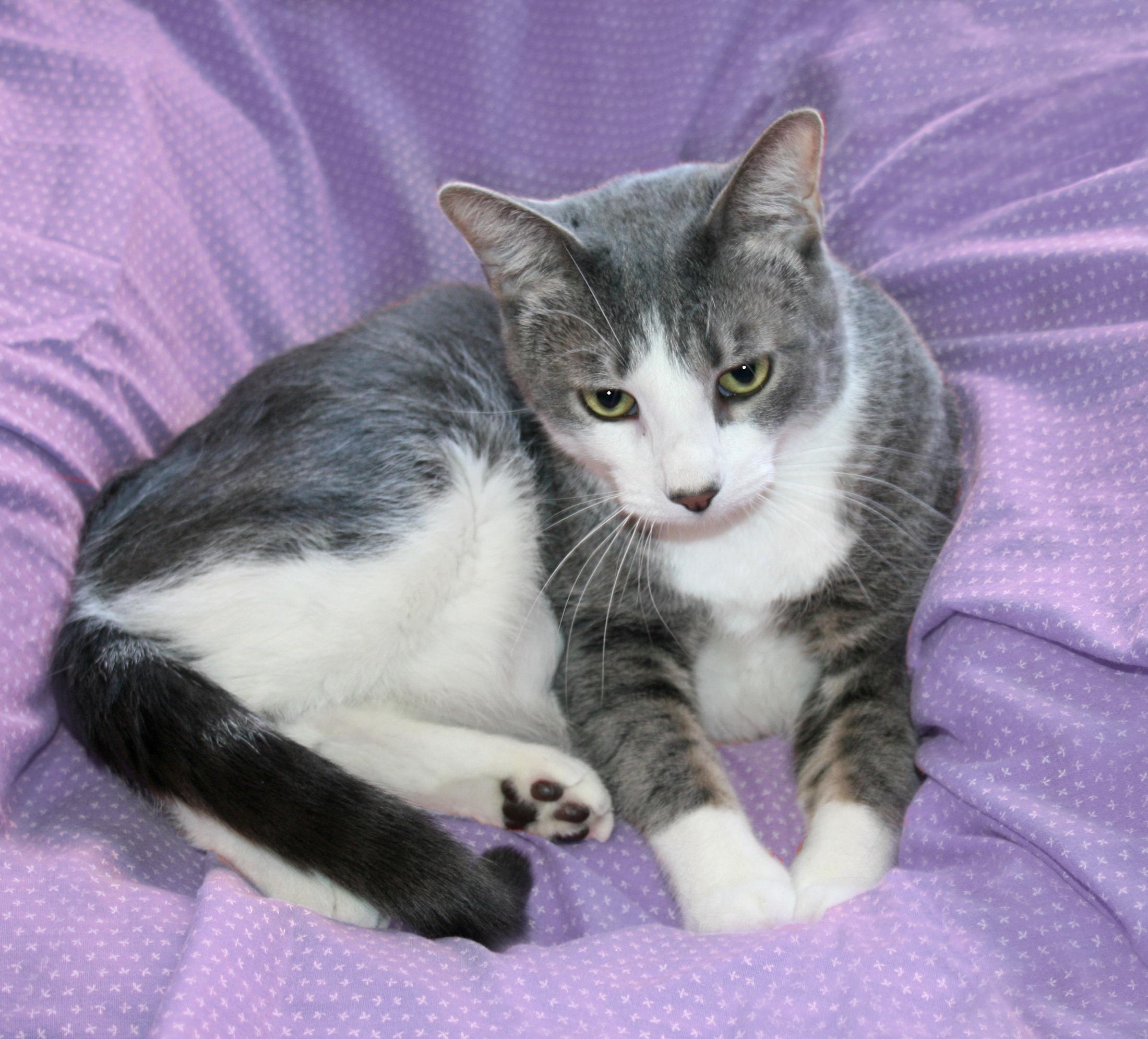 Enlarge Jupiter, a Adoptable mixed breed in Victoria, MN image 2/4