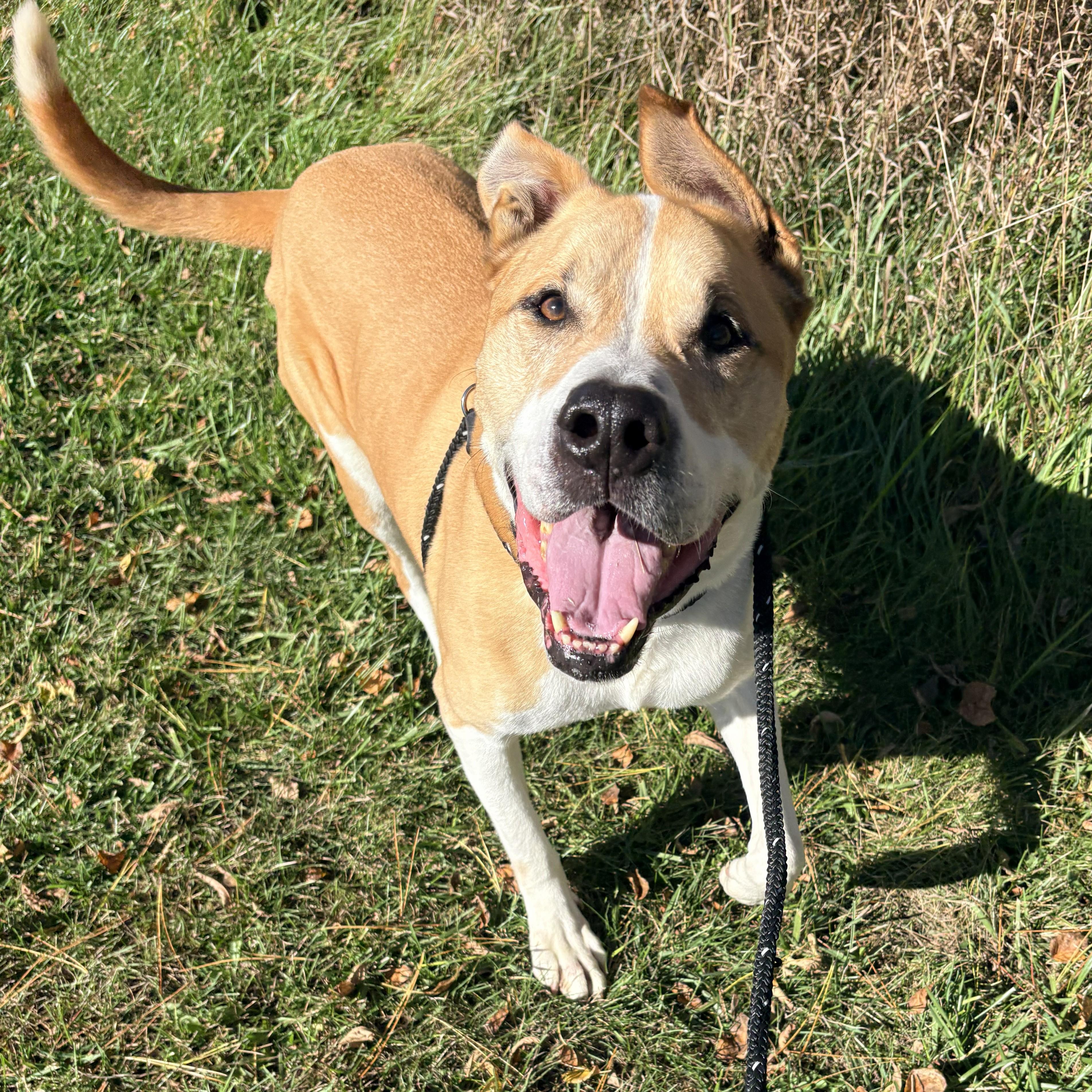 Enlarge Dozer, a Adoptable mixed breed in Allegan, MI image 3/6
