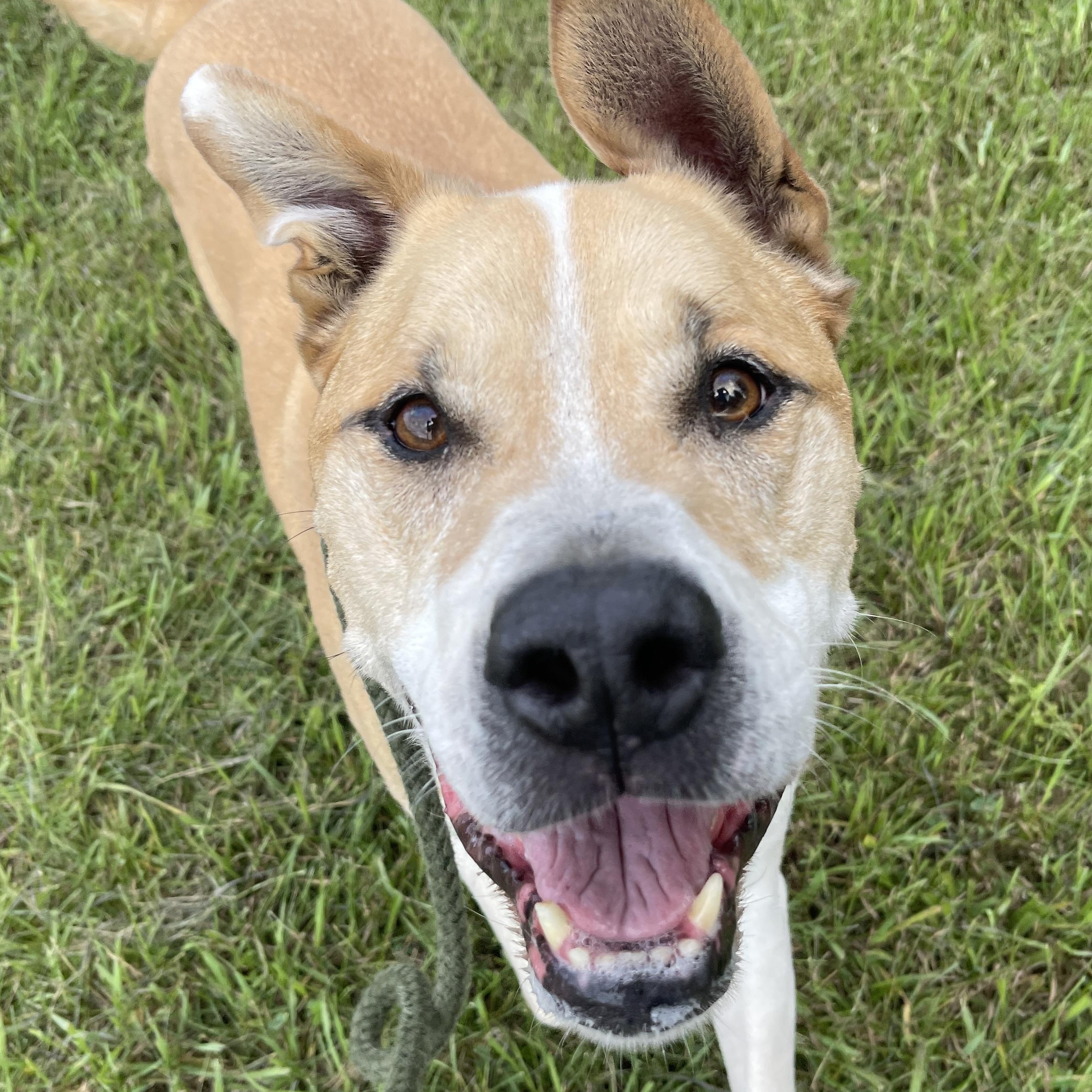 Enlarge Dozer, a Adoptable mixed breed in Allegan, MI image 5/6