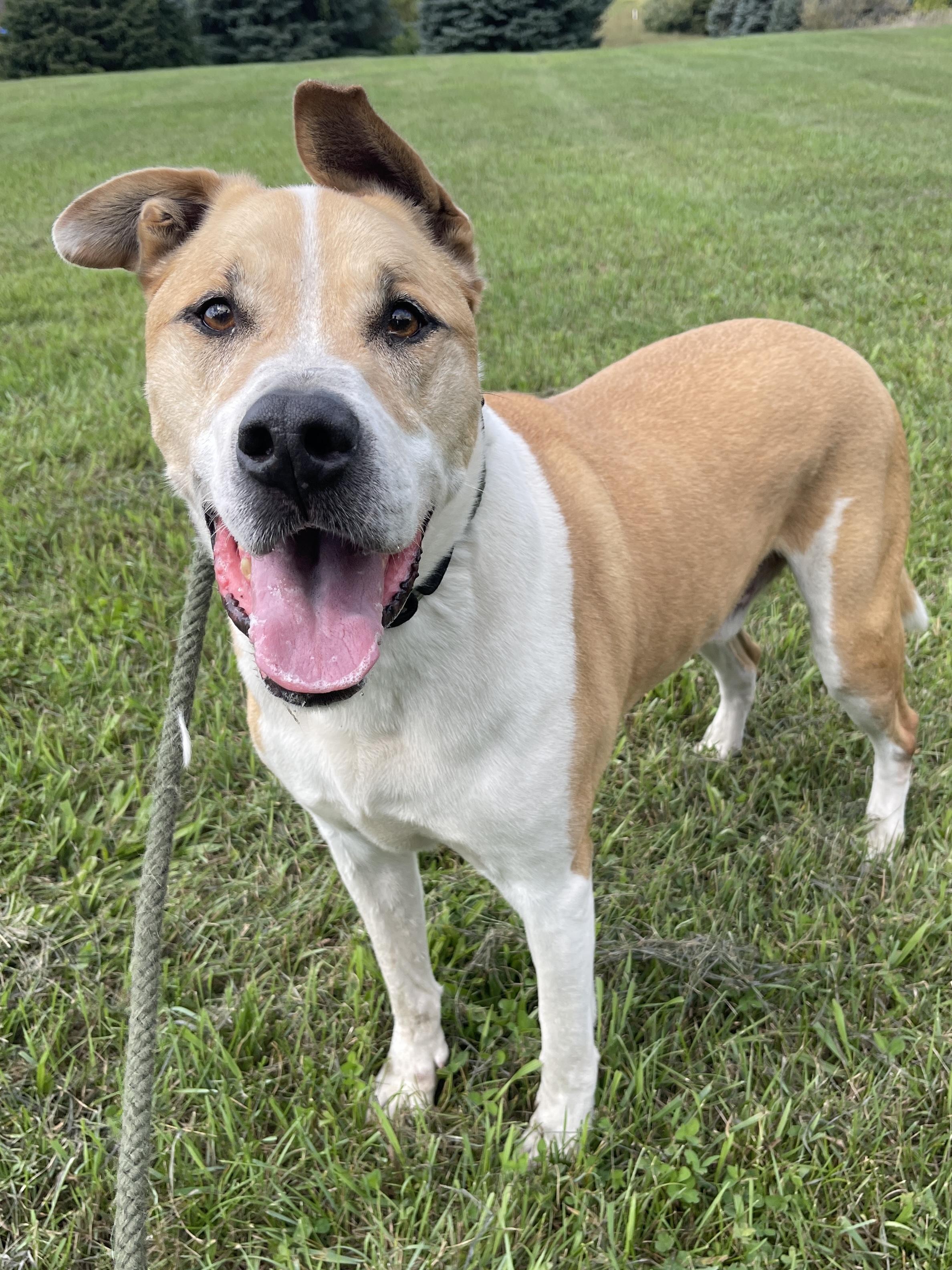 Enlarge Dozer, a Adoptable mixed breed in Allegan, MI image 6/6