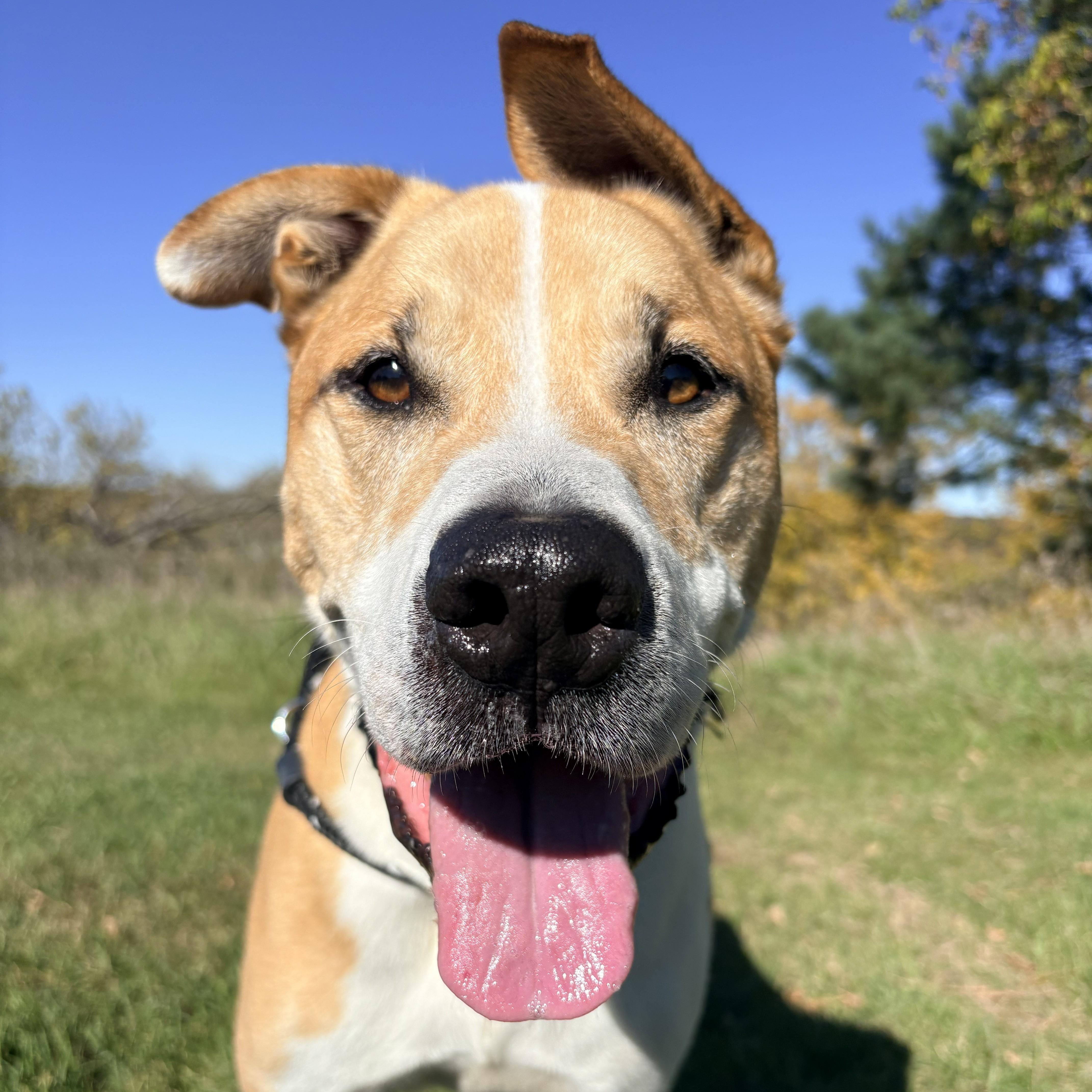 Dozer, Adoptable, Senior Male Pit Bull Terrier & Saint Bernard.