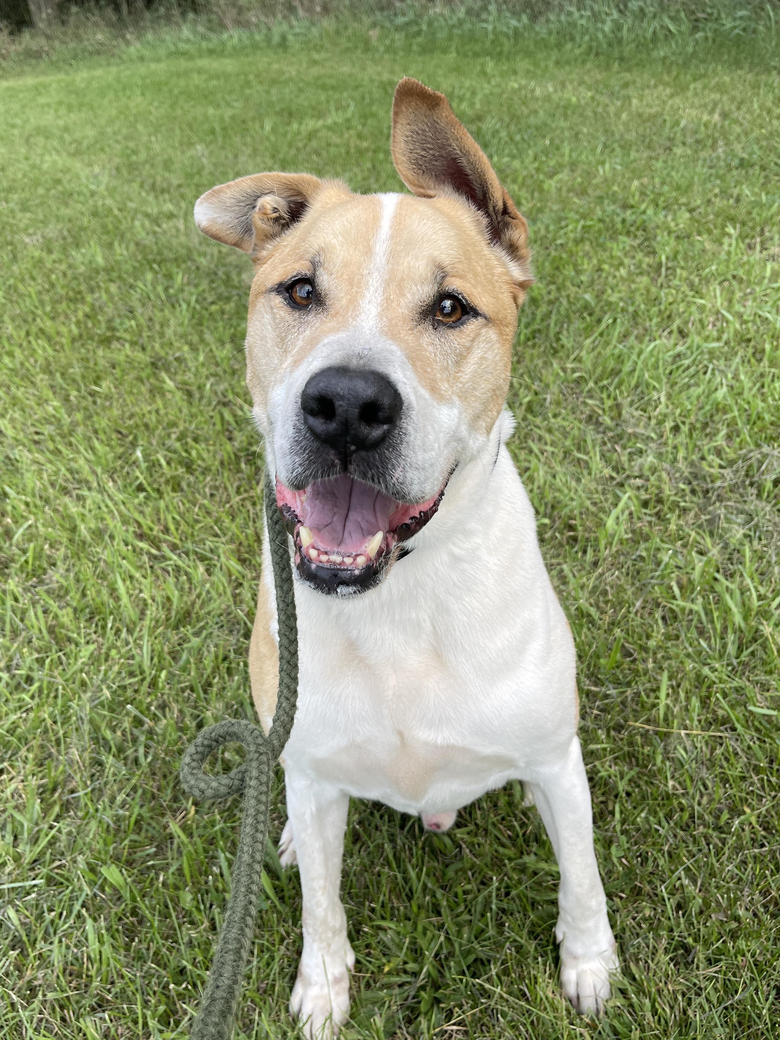 Enlarge Dozer, a Adoptable mixed breed in Allegan, MI image 4/6