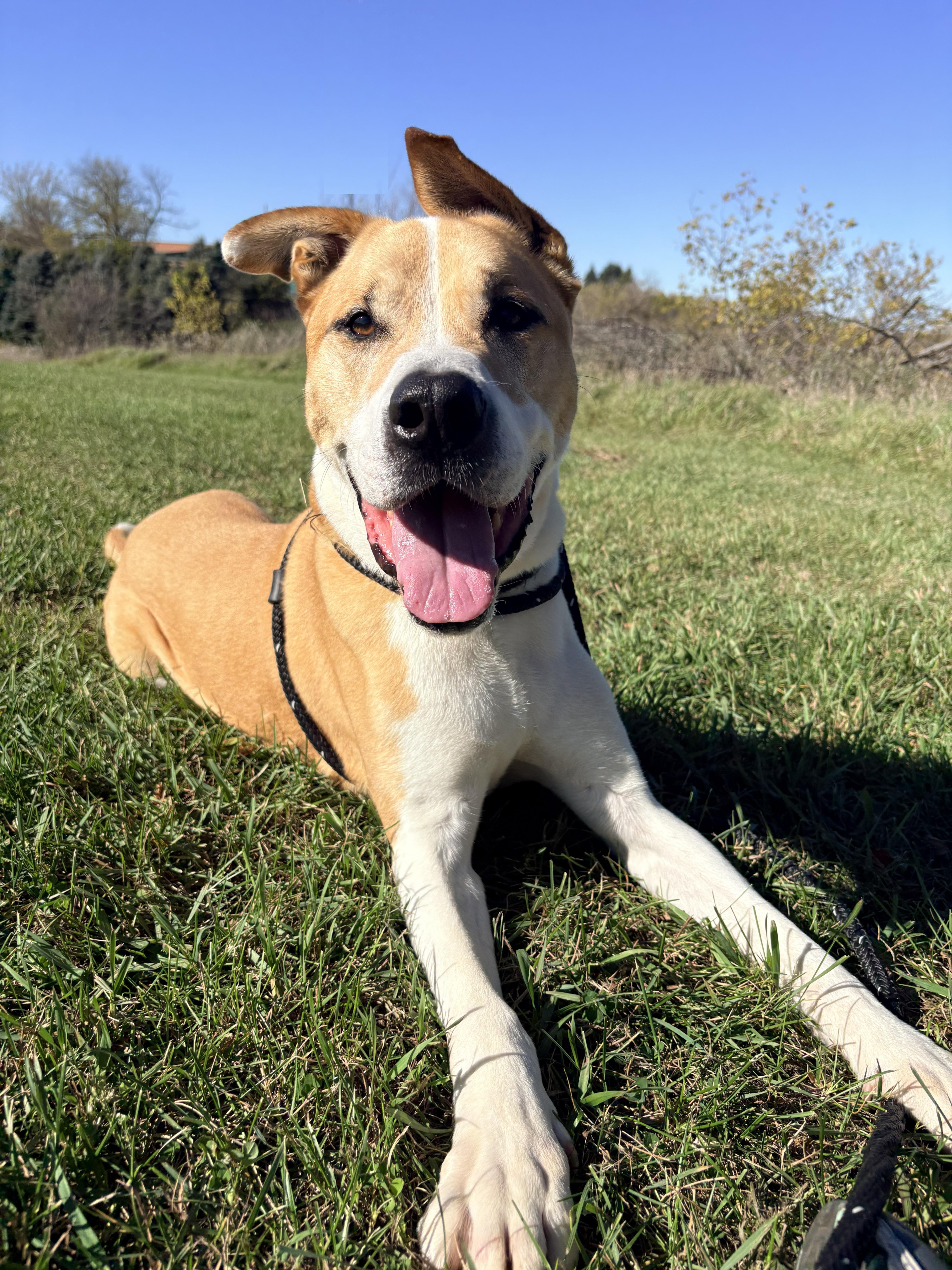 Enlarge Dozer, a Adoptable mixed breed in Allegan, MI image 2/6