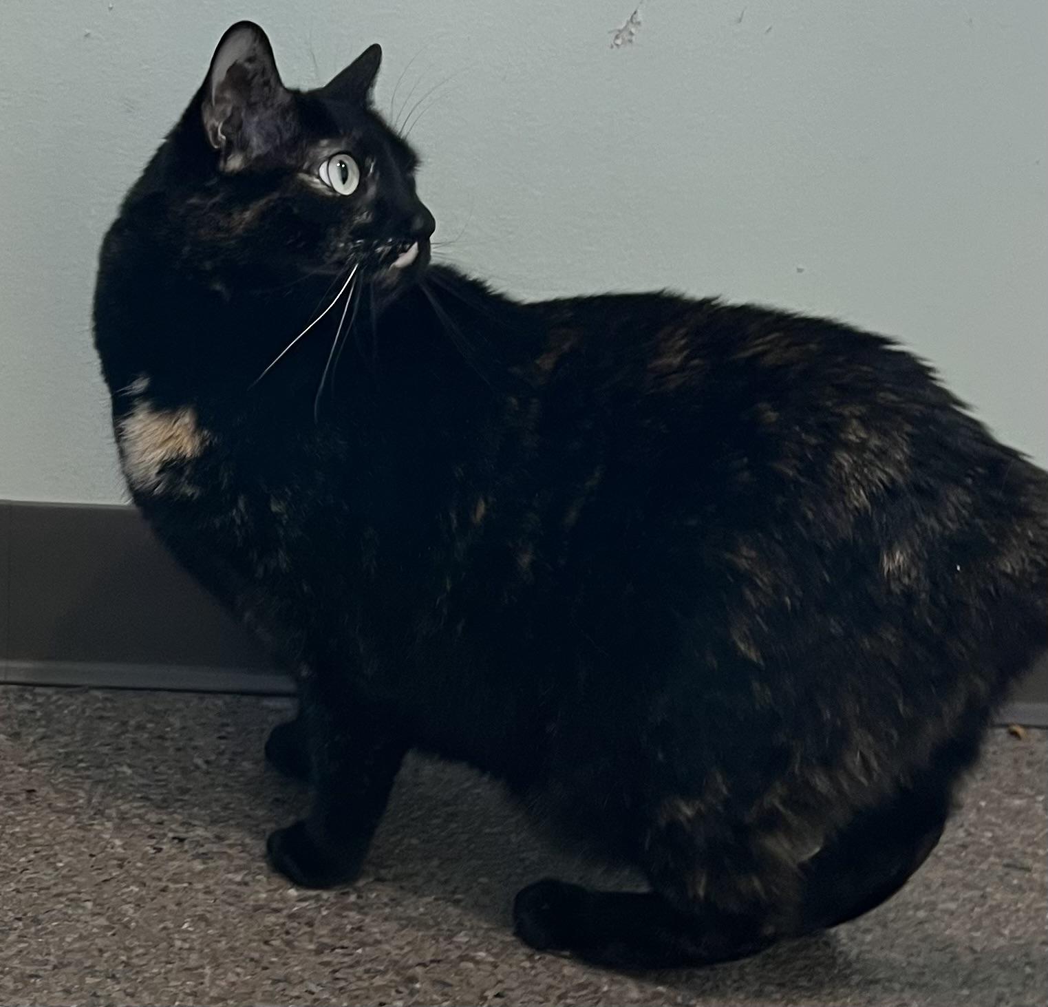 Eurella, an adoptable Domestic Short Hair in Sault Sainte Marie, MI, 49783 | Photo Image 3