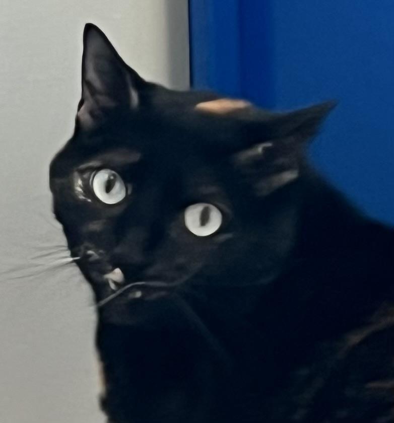 Eurella, an adoptable Domestic Short Hair in Sault Sainte Marie, MI, 49783 | Photo Image 2