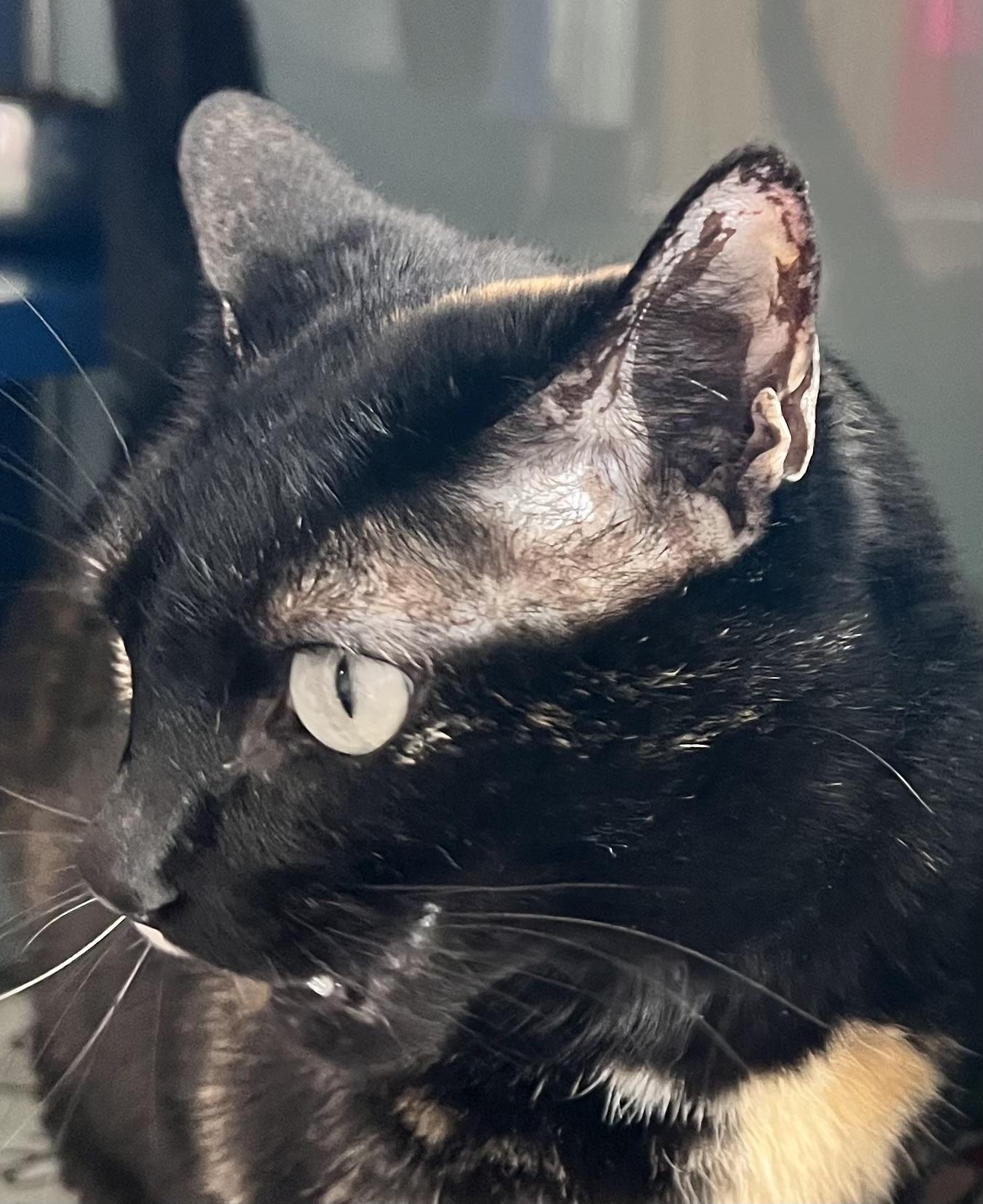 Eurella, an adoptable Domestic Short Hair in Sault Sainte Marie, MI, 49783 | Photo Image 1