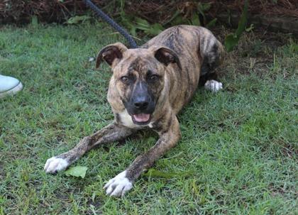 Roman Candle, Adoptable, Adult Male Plott Hound & Mixed Breed.