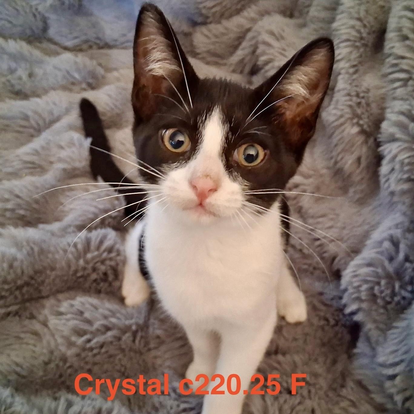 Foster Crystal