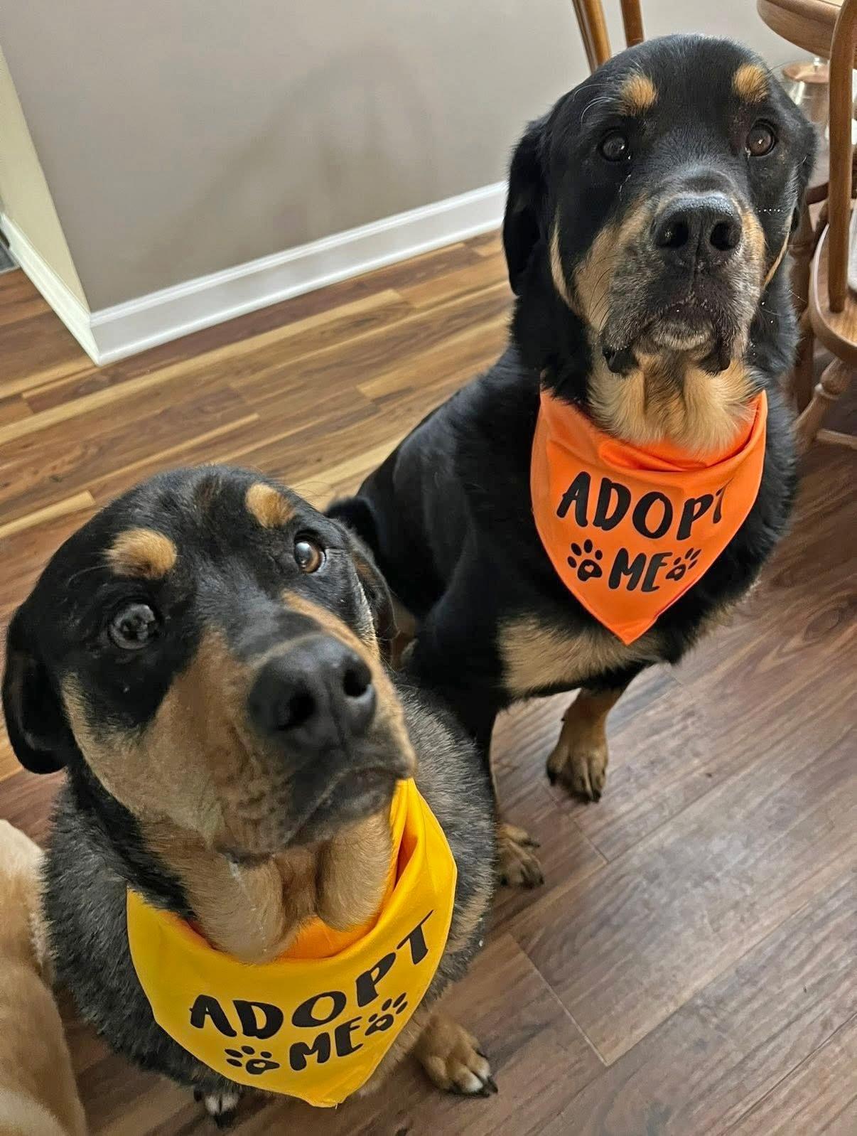 Mavis and Hayes - URGENT