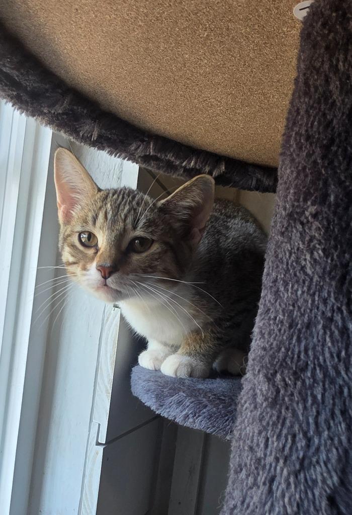 Olive (Pickles 2), Adoptable, Kitten Female Domestic Short Hair.