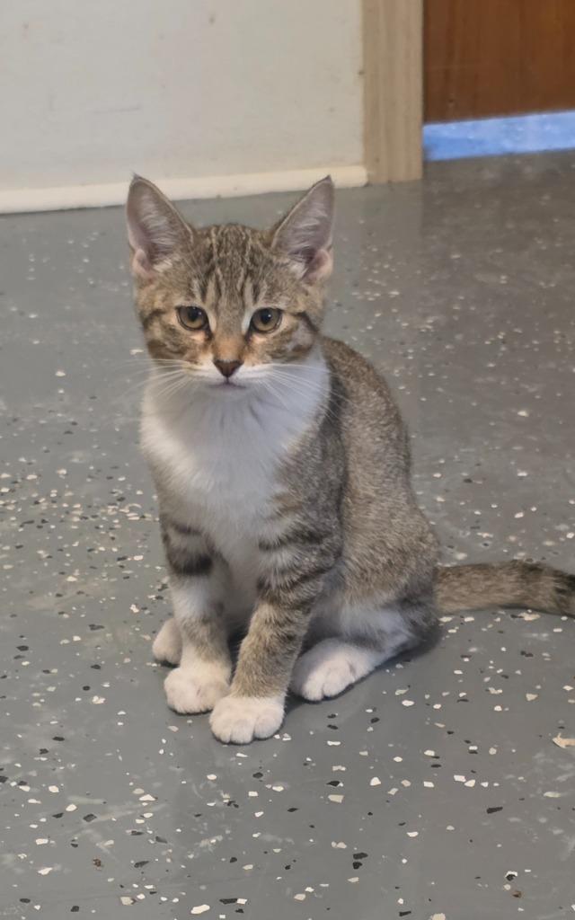 Enlarge Olive (Pickles 2), a Adoptable mixed breed in Miami, OK image 4/6
