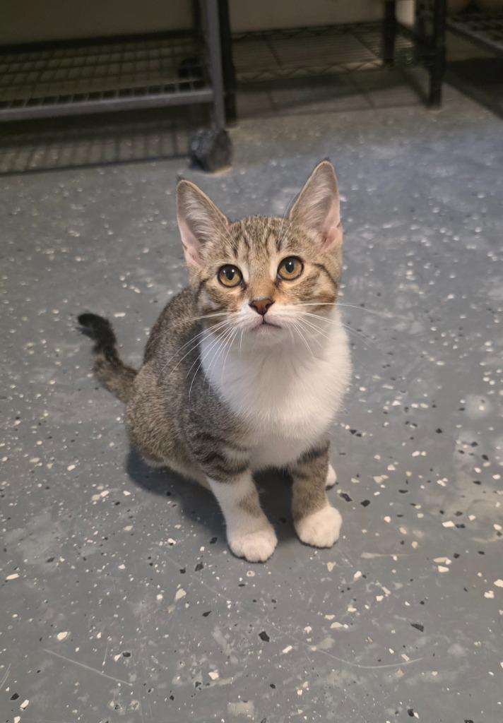 Enlarge Olive (Pickles 2), a Adoptable mixed breed in Miami, OK image 6/6