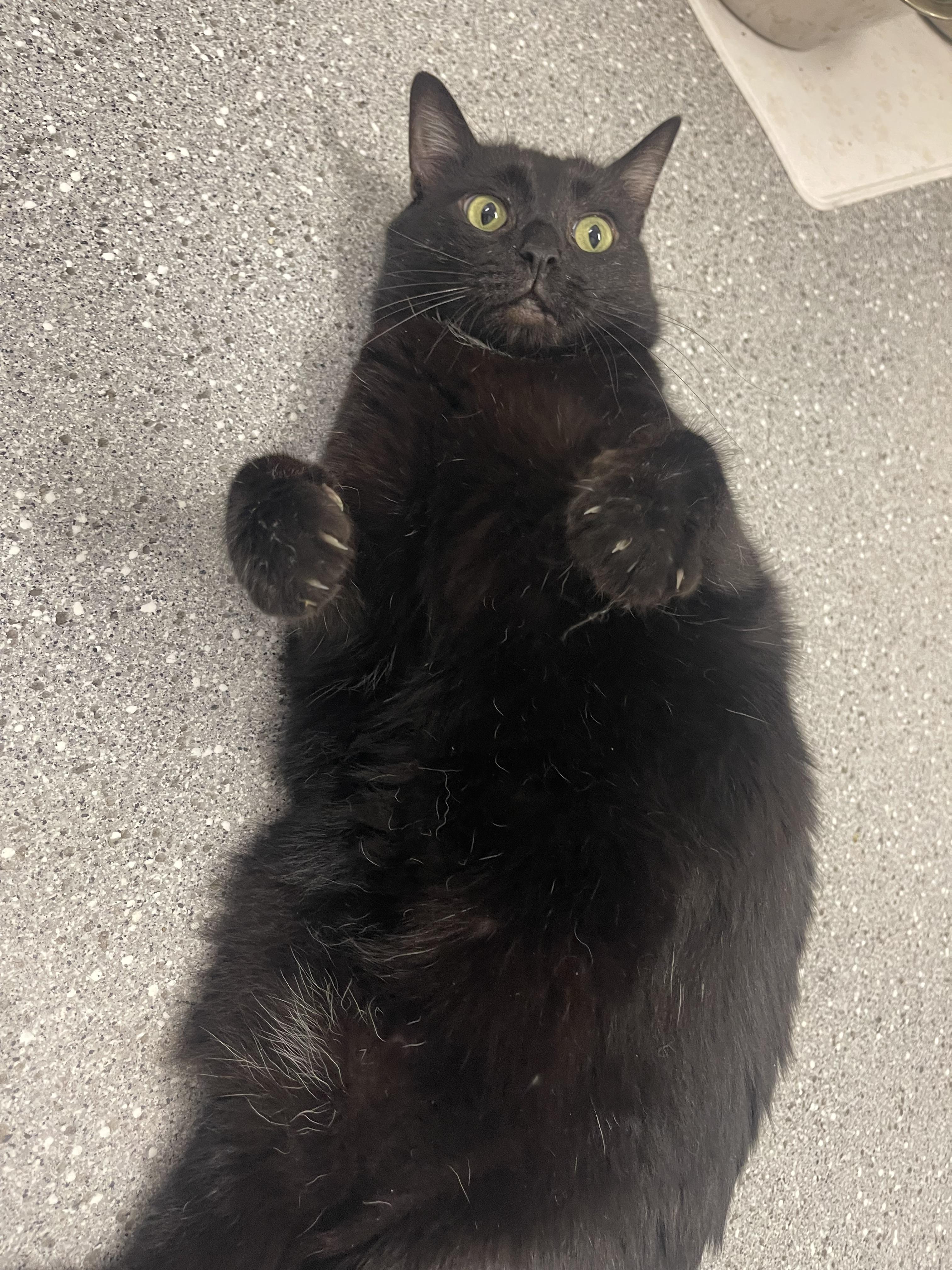 Dude, a Adoptable Domestic Short Hair in Indiana, PA image 2/3