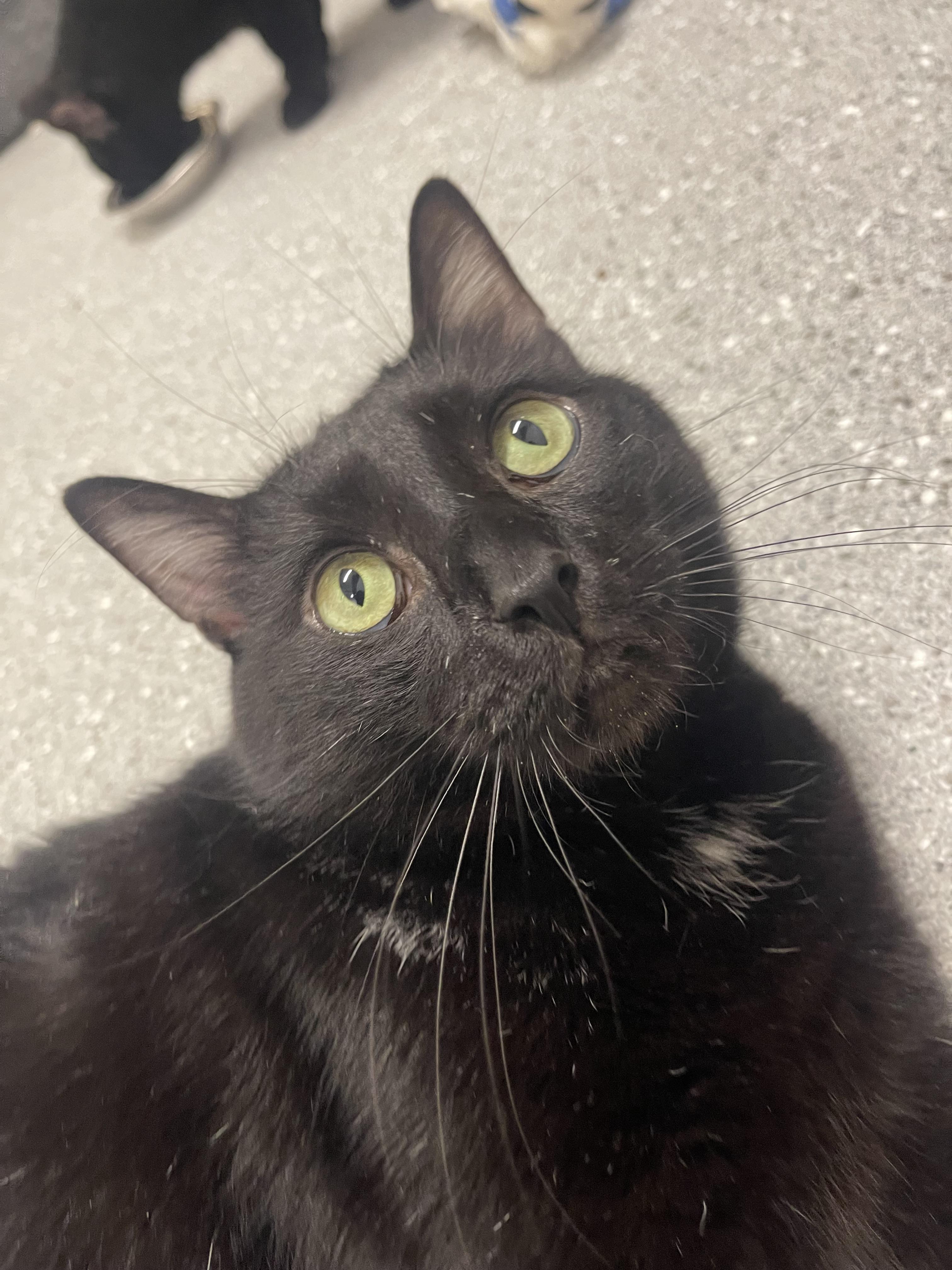 Dude, a Adoptable Domestic Short Hair in Indiana, PA image 1/3